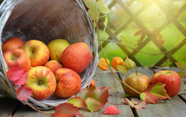 FSC147 apples photograph 2178.jpg with 10 published target points
