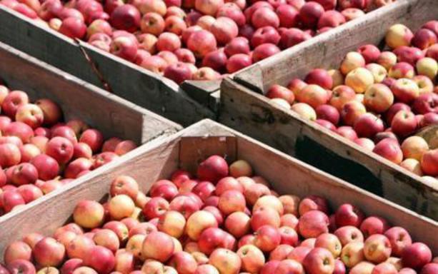 FSC147 apples photograph 2259.jpg with 174 published target points