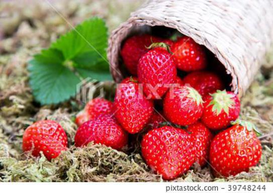 FSC147 strawberries photograph 4900.jpg with 14 published target points