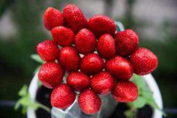 FSC147 strawberries photograph 4903.jpg with 18 published target points