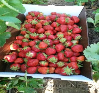 FSC147 strawberries photograph 4916.jpg with 91 published target points