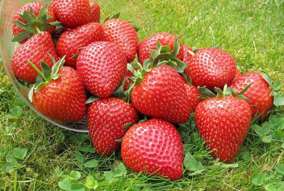 FSC147 strawberries photograph 5837.jpg with 18 published target points
